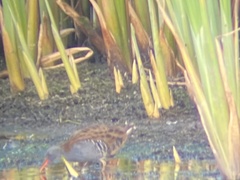 Rallus aquaticus
