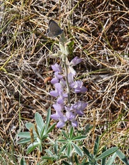 Lupinus