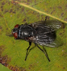 Calliphorinae