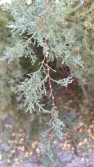 Tamarix