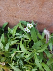 Lobularia maritima