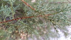 Tamarix