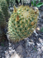 Coryphantha erecta