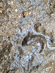 Cottus