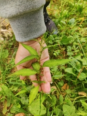 Persicaria hydropiper