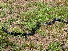 Pantherophis alleghaniensis