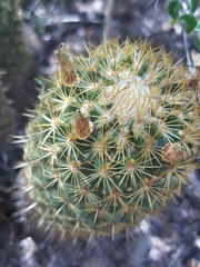 Coryphantha erecta