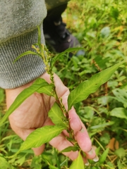 Persicaria hydropiper