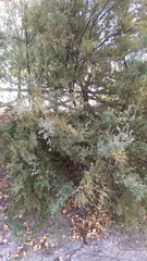 Tamarix