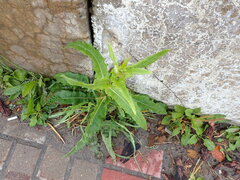 Cichorieae