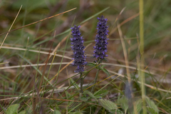 Nepeta multifida