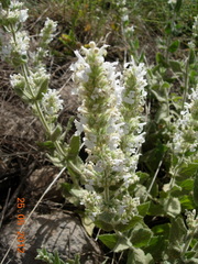 Nepeta italica
