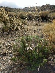 Cylindropuntia bigelovii