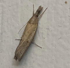 Fissicrambus mutabilis