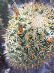 Coryphantha erecta