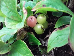 Vaccinium praestans