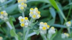 Pseudognaphalium