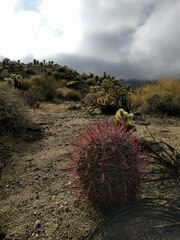 Ferocactus cylindraceus