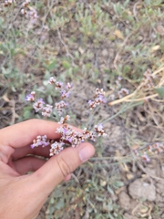 Limonium suffruticosum
