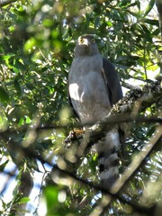Accipiter bicolor