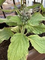 Borago