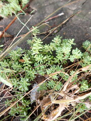 Sedum pallidum