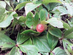 Vaccinium praestans