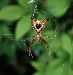Micrathena sagittata
