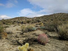 Ferocactus cylindraceus