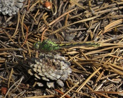 Ophiogomphus severus