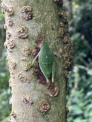 Sphenarium