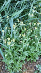 Pseudognaphalium