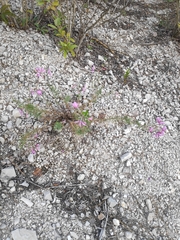 Chamaenerion dodonaei