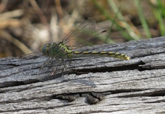Ophiogomphus severus