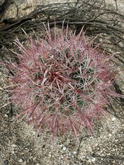 Ferocactus cylindraceus