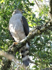 Accipiter bicolor
