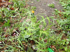 Sonchus asper