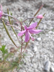 Chamaenerion dodonaei