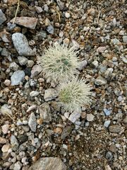 Cylindropuntia bigelovii