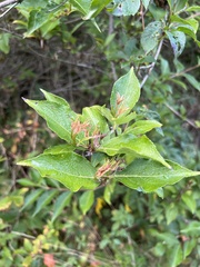 Weigela florida