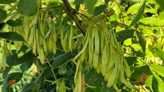 Fraxinus latifolia