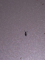 Technomyrmex albipes