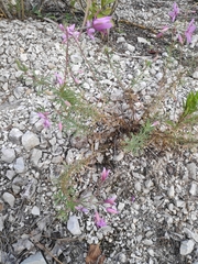 Chamaenerion dodonaei