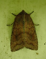 Noctuidae