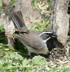 Amphispiza bilineata