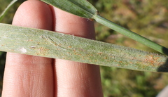 Puccinia