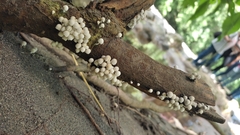 Coprinellus disseminatus