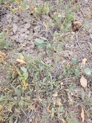 Atriplex verrucifera