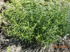 Vincetoxicum dionysiense