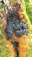 Kretzschmaria deusta